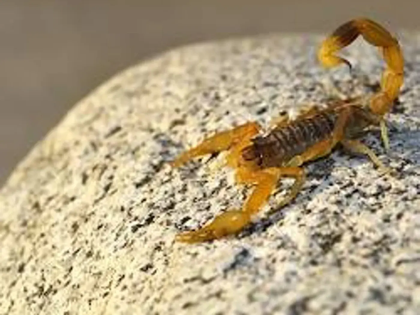 Alacranes en Córdoba Capital: cómo se ven y cómo se controlan