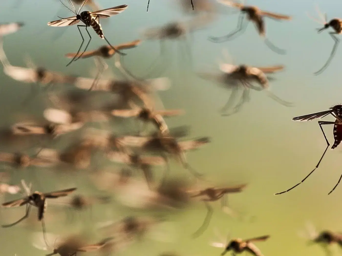 Mosquitos en Córdoba Capital: cómo se ven y cómo se controlan