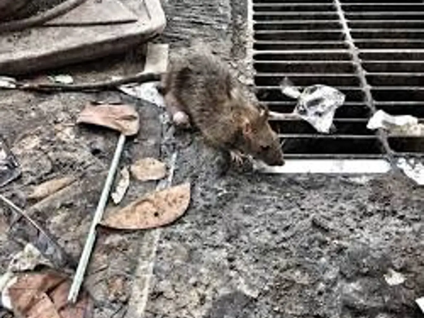 Rata en un desagüe urbano, situación habitual en la ciudad