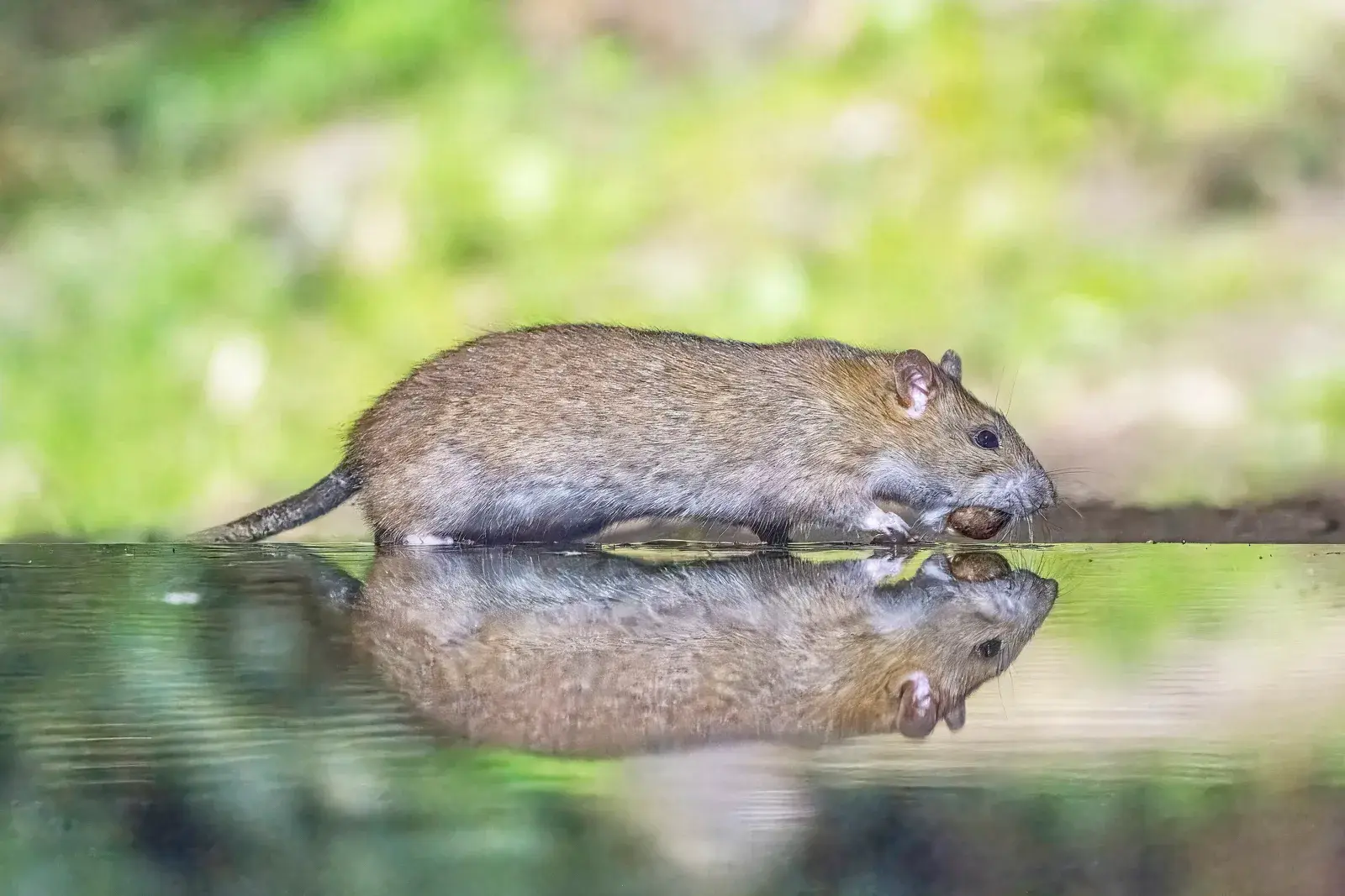 Ratas y ratones en Córdoba Capital: cómo se ven y cómo se controlan